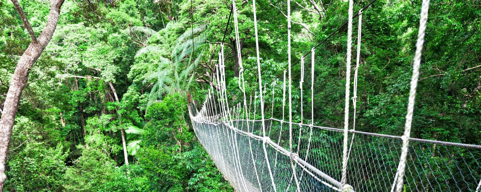 Rainforest Canopy Walkway Borneo Malaysia Rainforest Canopy Walkway Borneo Malaysia