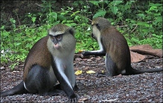 718201820608_tafiatomemonkeysanctuary
