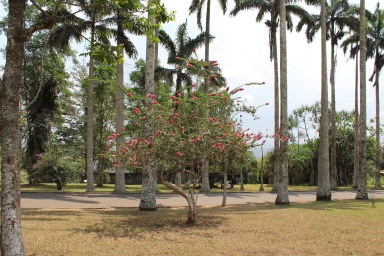 Aburi-Botanical-Gardens-Park-Aburi-Eastern-Region-Ghana-TortoisePath.com-14-768x512