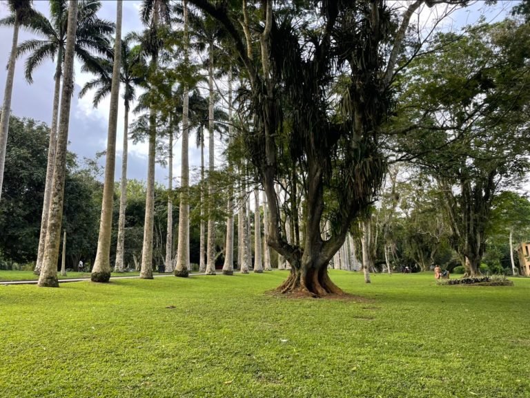 Aburi-Botanical-Gardens-Park-Aburi-Eastern-Region-Ghana-TortoisePath.com-17-768x576