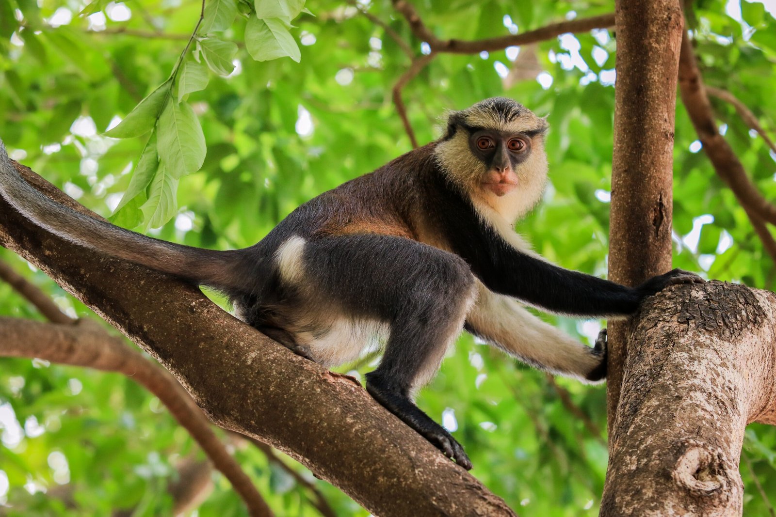Amazing,Mona,Monkeys,In,Tafi,Atome,Monkey,Sanctuary,,Ghana